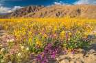 USA, California, Anza Borrego Desert State Park. Blooming desert flowers. Art Print